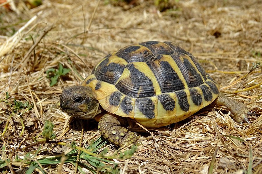 The turtle Village